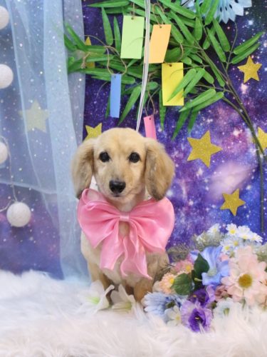 20250715ここあちゃん